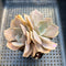 Echeveria 'White Kisses' 2" Succulent Plant