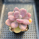 Graptopetalum 'Pink One' 2" Succulent Plant