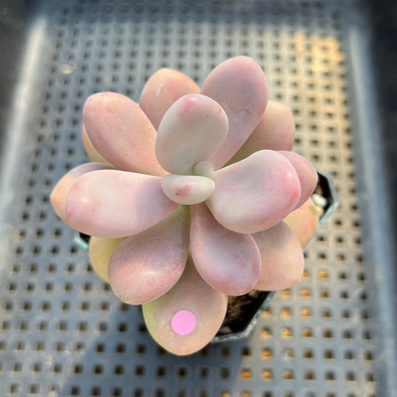 Graptopetalum 'Pink One' 2" Succulent Plant