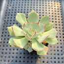 Echeveria Strictiflora 2" Succulent Plant