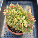 Echeveria 'Dracula' Crested 3"-4" Succulent Plant