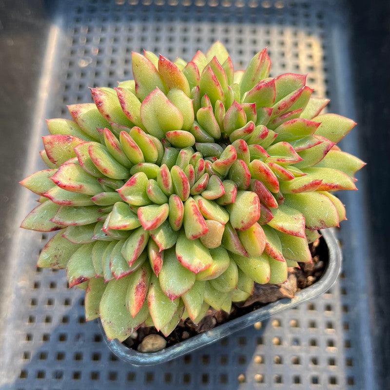 Echeveria 'Dracula' Crested 3"-4" Succulent Plant