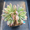 Echeveria 'Luella' Variegated 3" Succulent Plant