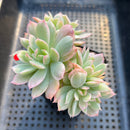 Echeveria 'Luella' Variegated 3" Succulent Plant