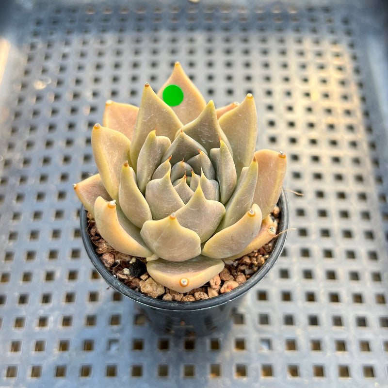 Echeveria Tobarensis 2" Succulent Plant