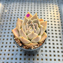 Echeveria Tobarensis 2" Succulent Plant