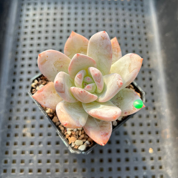 Echeveria 'Ivory' 2" Succulent Plant