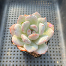 Echeveria 'Ivory' 2" Succulent Plant