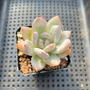 Echeveria 'Ivory' 2" Succulent Plant