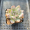 Echeveria 'Ivory' 2" Succulent Plant