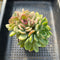 Echeveria 'Dentra' Variegated 3"-4” Cluster Succulent Plant