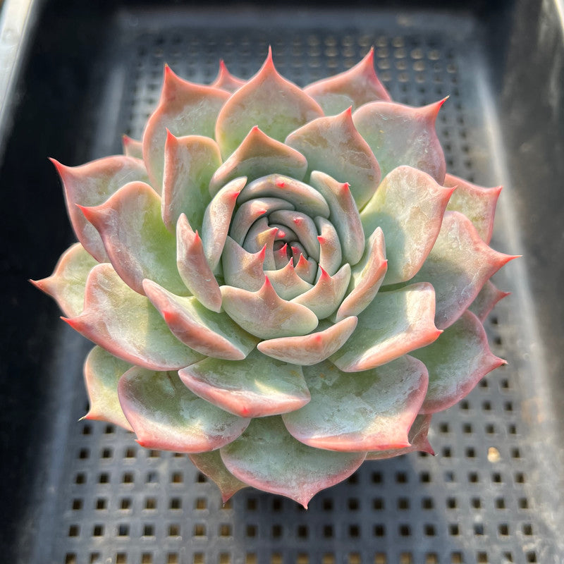 Echeveria 'Teirosa' 3" Succulent Plant