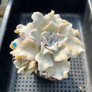 Echeveria 'Crispate Beauty' 3"-4" Succulent Plant