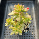 Echeveria 'Minibelle' Variegated 3" Cluster Succulent Plant