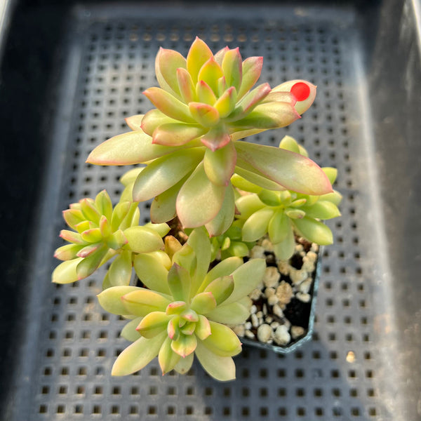 Echeveria 'Minibelle' Variegated 3" Cluster Succulent Plant