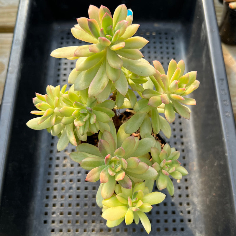 Echeveria 'Minibelle' Variegated 3" Cluster Succulent Plant