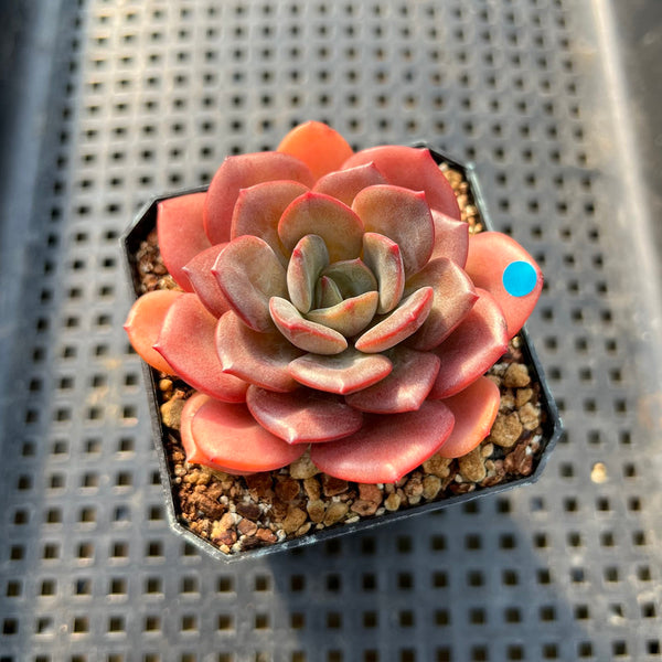 Echeveria 'Maroon Peak' 2" Succulent Plant