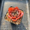 Echeveria 'Maroon Peak' 2" Succulent Plant