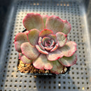 Echeveria 'Anything' 2" Succulent Plant