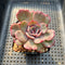 Echeveria 'Anything' 2" Succulent Plant