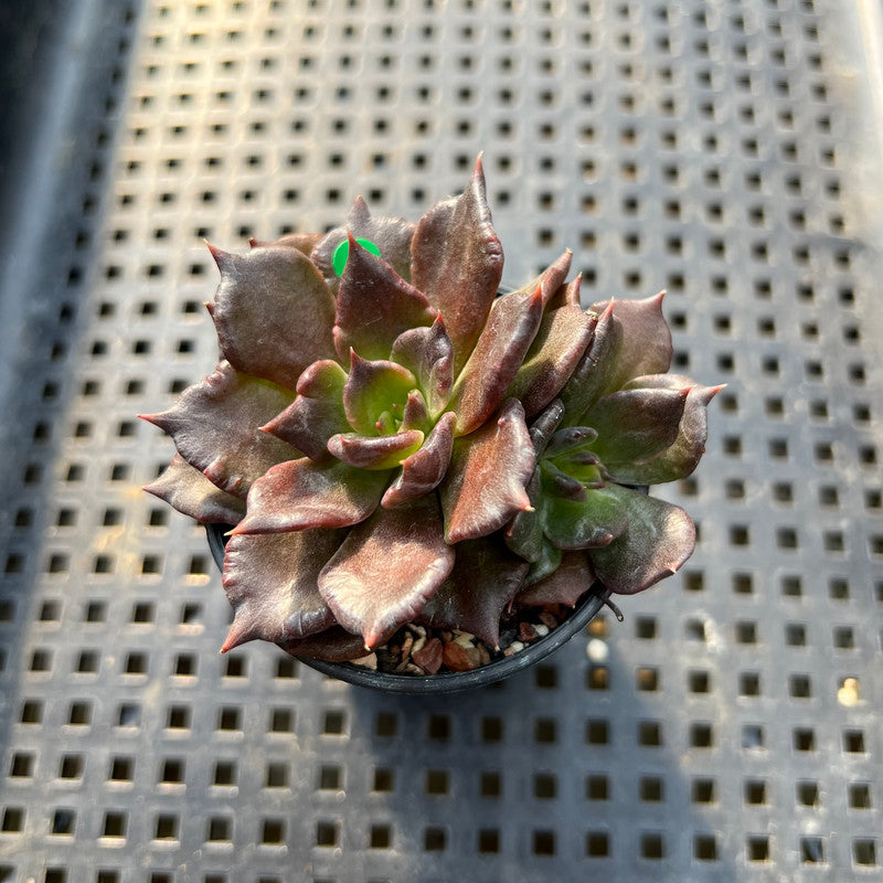 Echeveria 'Super Bowl' 1" Succulent Plant