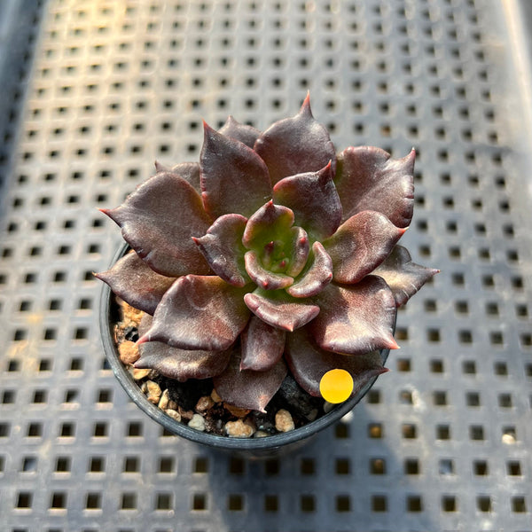 Echeveria 'Super Bowl' 1" Succulent Plant