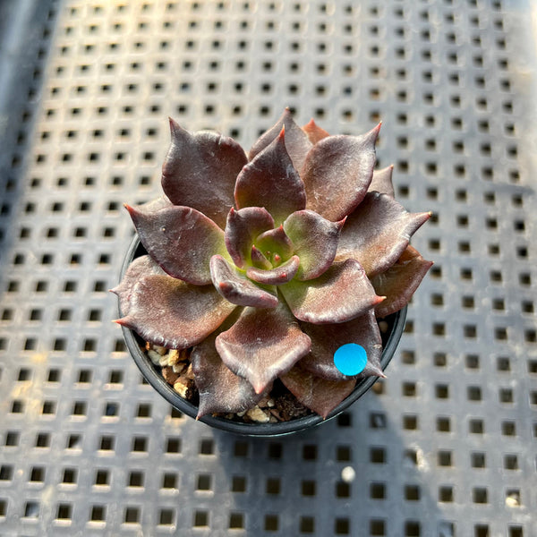 Echeveria 'Super Bowl' 1" Succulent Plant