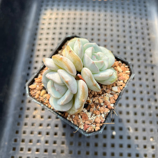 Echeveria 'Snow Garden' 2" Succulent Plant