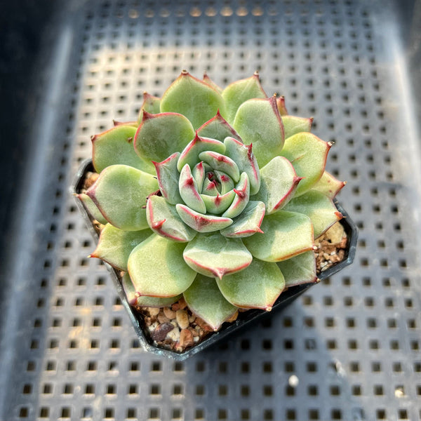 Echeveria sp. 2"-3" Succulent Plant