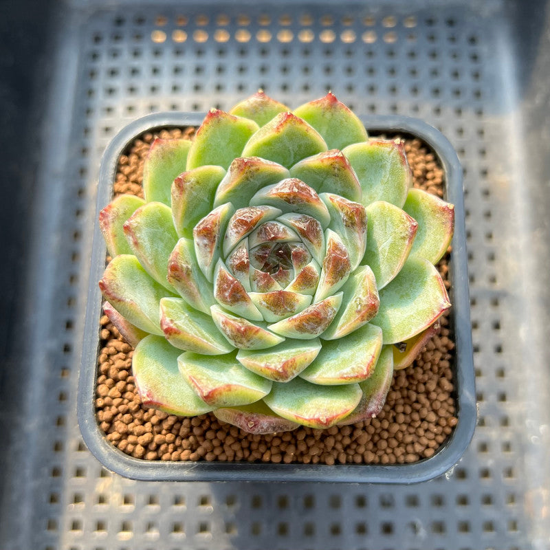 Echeveria 'Jade Bead' 2" Succulent Plant Cutting