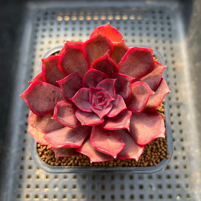 Echeveria 'Pink Bunny' 2" Succulent Plant Cutting