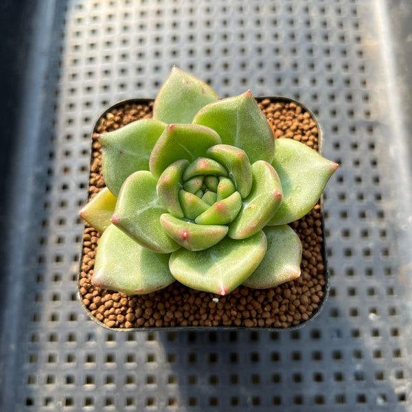 Echeveria 'Sneddy' 2" New Hybrid Succulent Plant Cutting