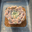 Echeveria 'Pretty In Pink' Variegated 2" Succulent Plant Cutting