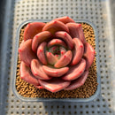 Echeveria 'Adios' 2" New Hybrid Succulent Plant Cutting