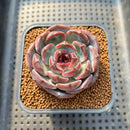 Echeveria 'Dark Opal' 2" Succulent Plant Cutting