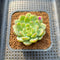 Echeveria 'Snow Flower' 2" Succulent Plant Cutting