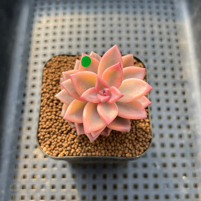 Graptopetalum 'Armand' Variegated 1" Succulent Plant