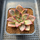 Echeveria 'Leopard' Silver Variegated 2" Succulent Plant Cutting