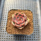 Echeveria 'Serenade' 1" Succulent Plant Cutting