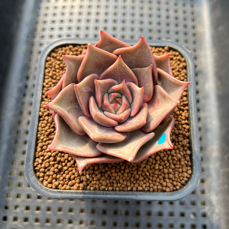 Echeveria 'Pink Madiba' 2" Succulent Plant Cutting