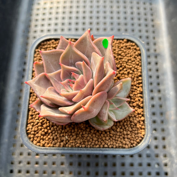 Echeveria 'Pink Madiba' 2" Succulent Plant Cutting