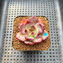 Echeveria 'Miss Hong' 1" New Hybrid Succulent Plant Cutting