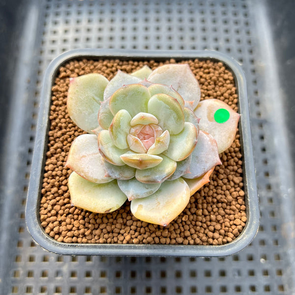 Echeveria 'Pink Barbie' Jelly Type (핑크바비) 2" Succulent Plant