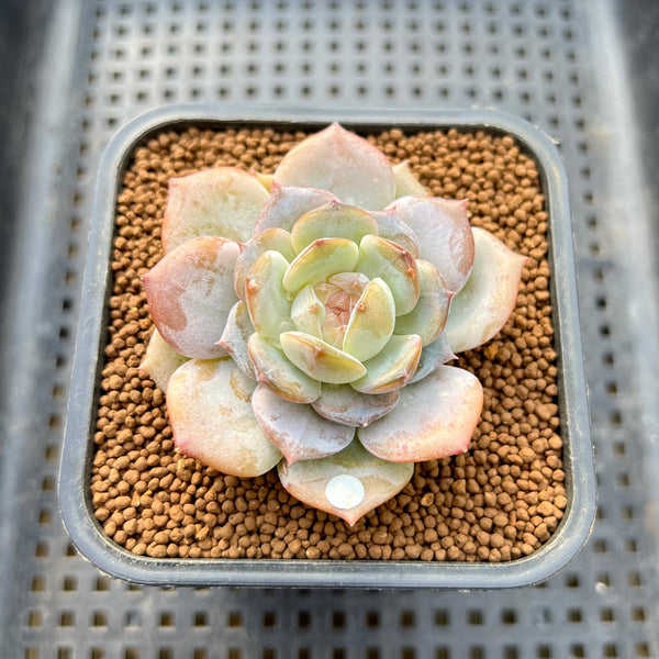 Echeveria 'Pink Barbie' Jelly Type (핑크바비) 2" Succulent Plant