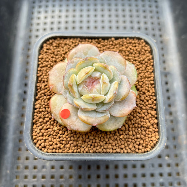 Echeveria 'Pink Barbie' Jelly Type (핑크바비) 2" Succulent Plant