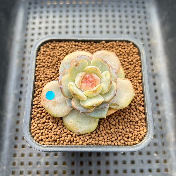 Echeveria 'Pink Barbie' Jelly Type (핑크바비) 2" Succulent Plant