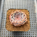 Echeveria 'Rio Heart' 1" Succulent Plant Cutting