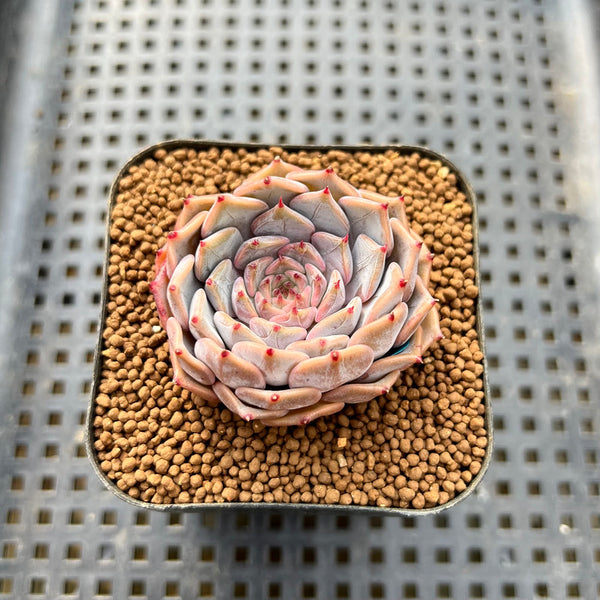 Echeveria 'Rio Heart' 1" Succulent Plant Cutting