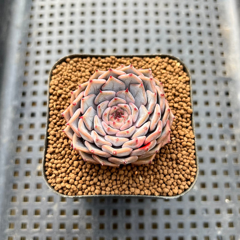 Echeveria 'Rio Heart' 1" Succulent Plant Cutting