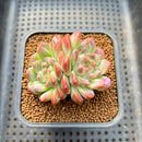 Echeveria 'Pumpkin' 2" Succulent Plant Cutting